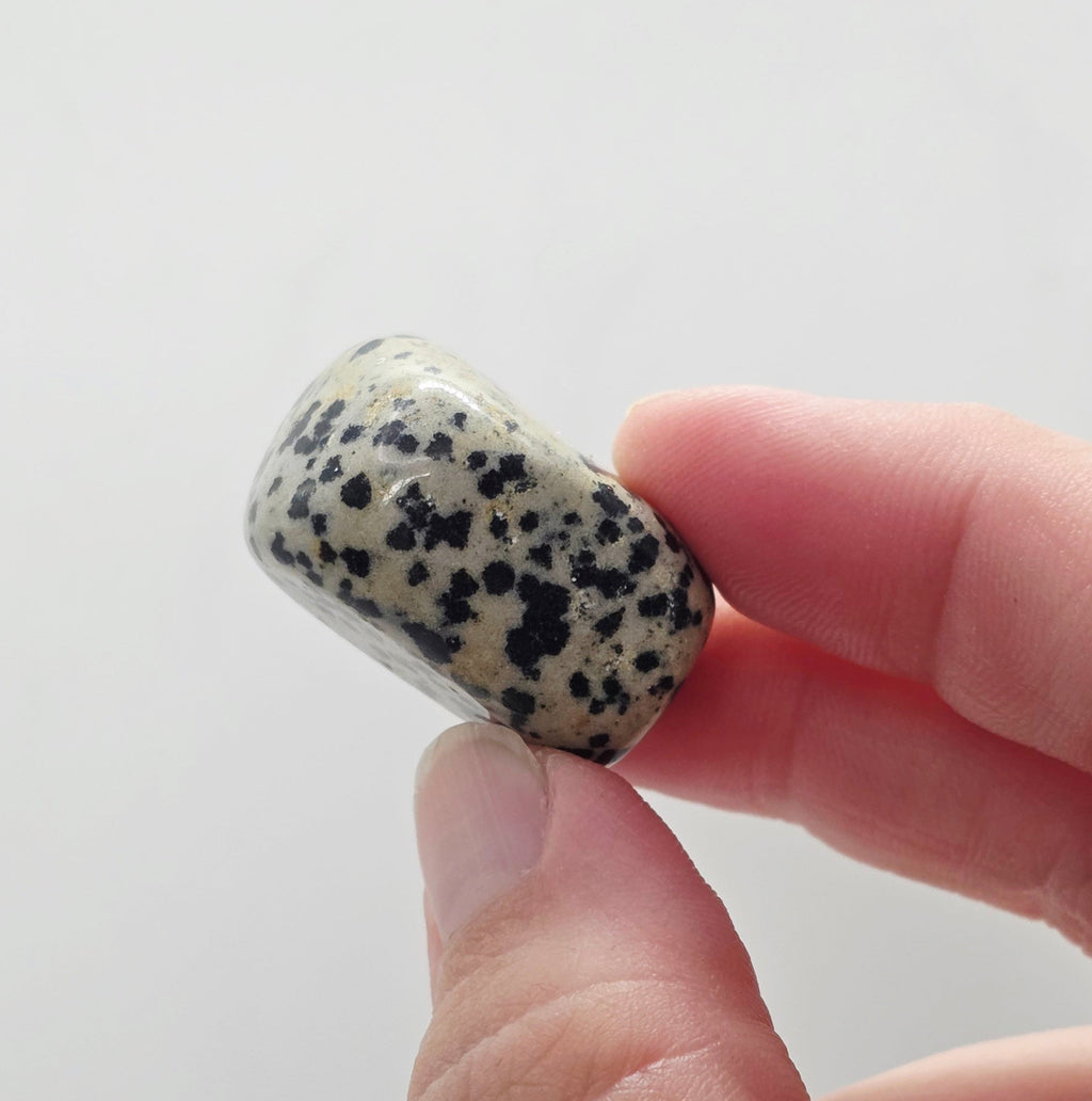 Dalmatian Jasper Tumbled Stone – Grounding & Playfulness – Black & White Speckled Stone