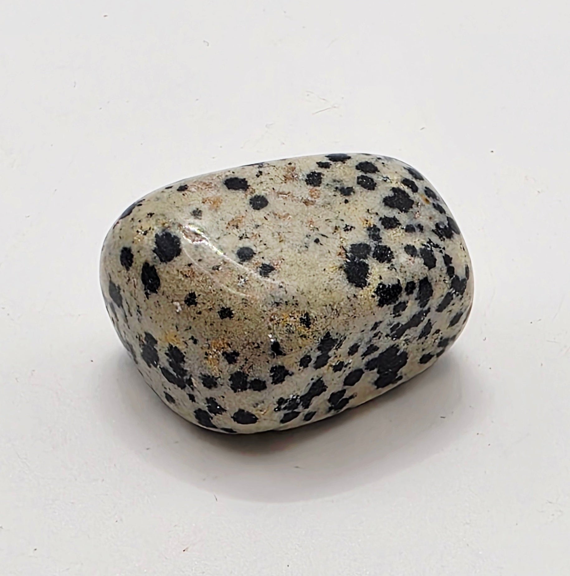 Dalmatian Jasper Tumbled Stone – Grounding & Playfulness – Black & White Speckled Stone